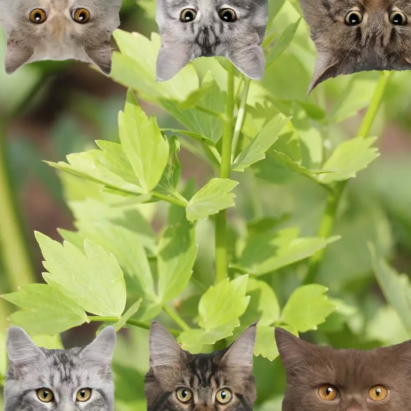 Lovage and cats