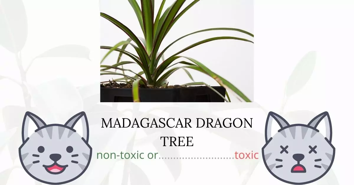 Is Madagascar Dragon Tree Toxic To Cats? 