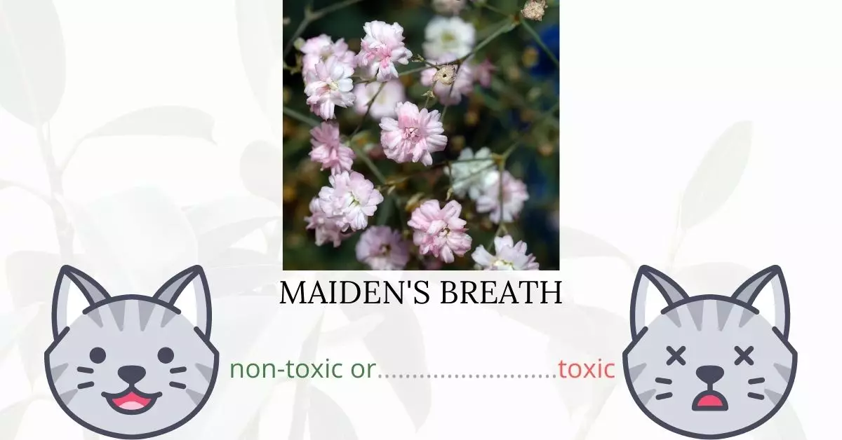 Is Maiden’s Breath Toxic To Cats? 
