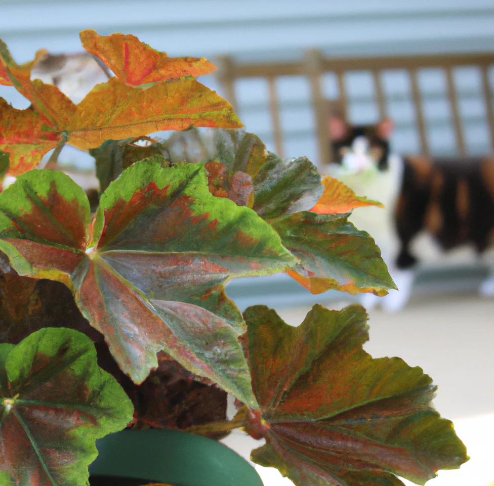 Maple leaf Begonia plant with a cat in the background