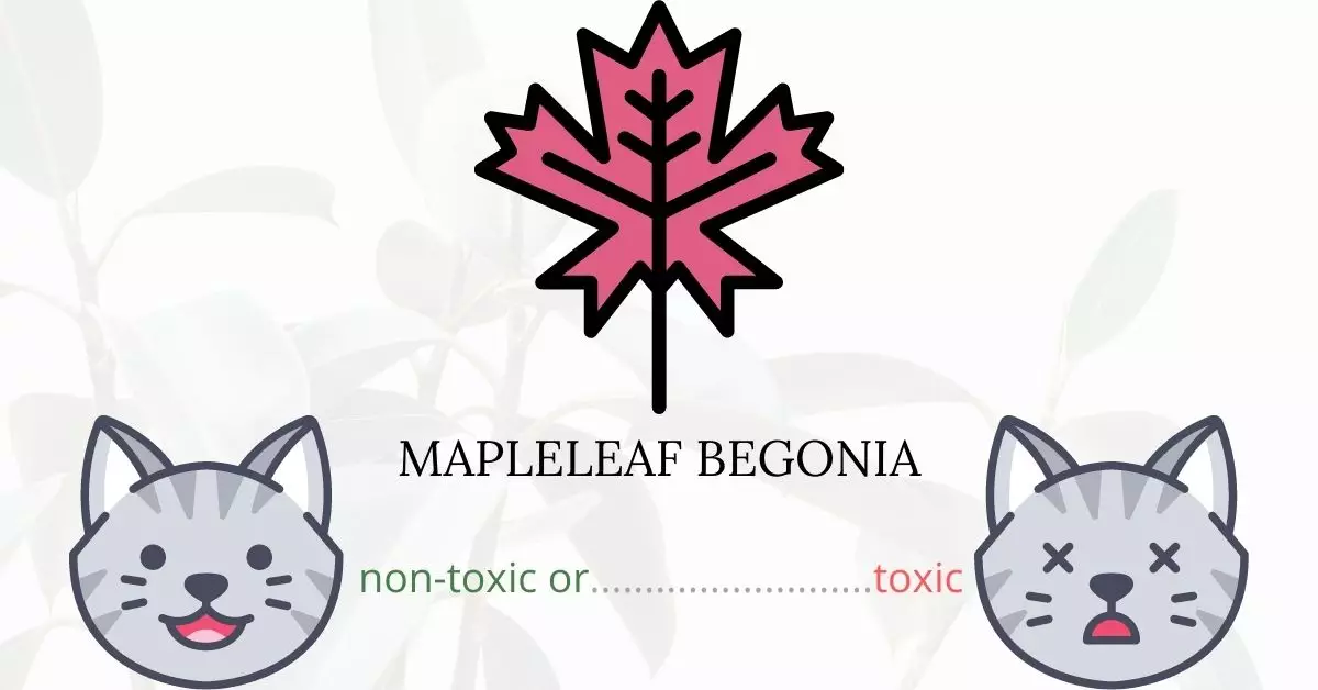 Is Mapleleaf Begonia Toxic To Cats? 