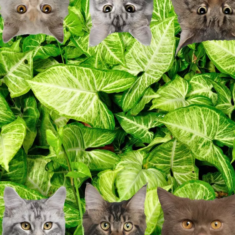 Marble Queen and cats