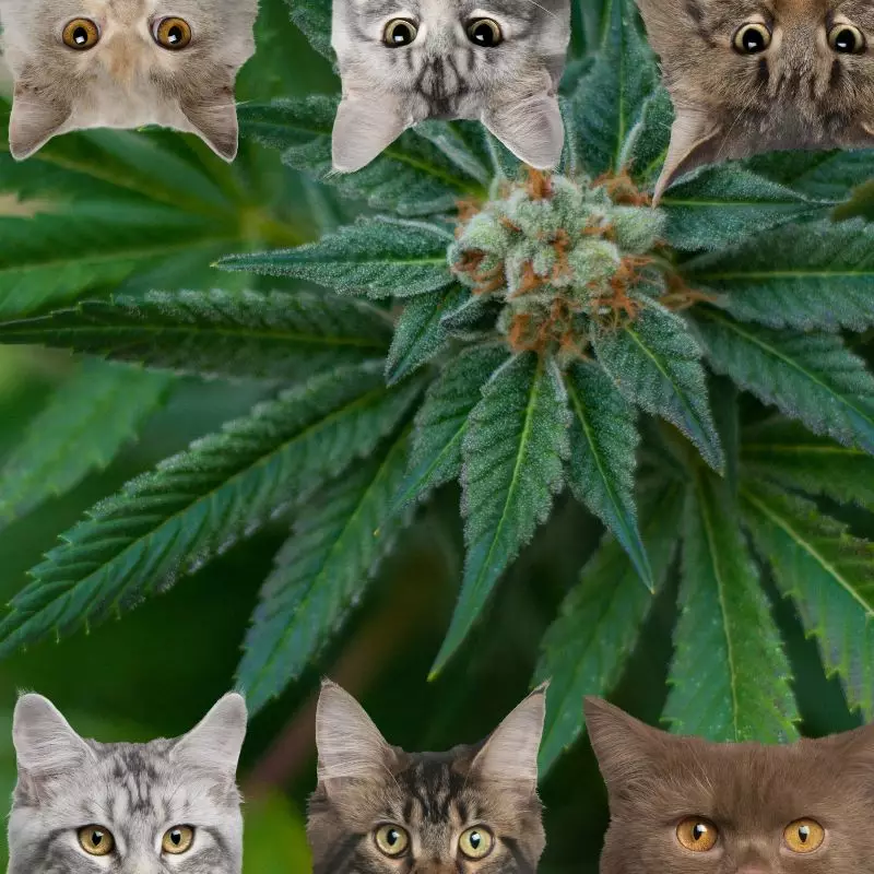 Marijuana and cats