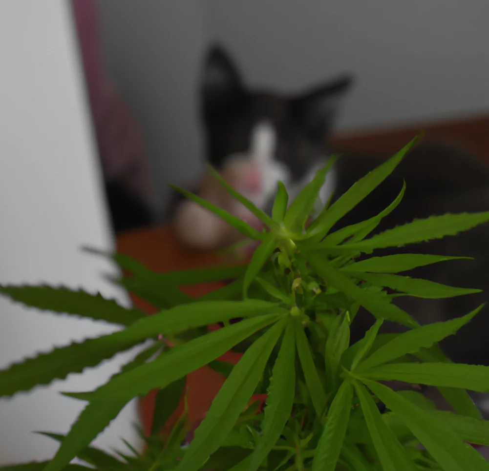 Marijuana with a cat sitting in the background