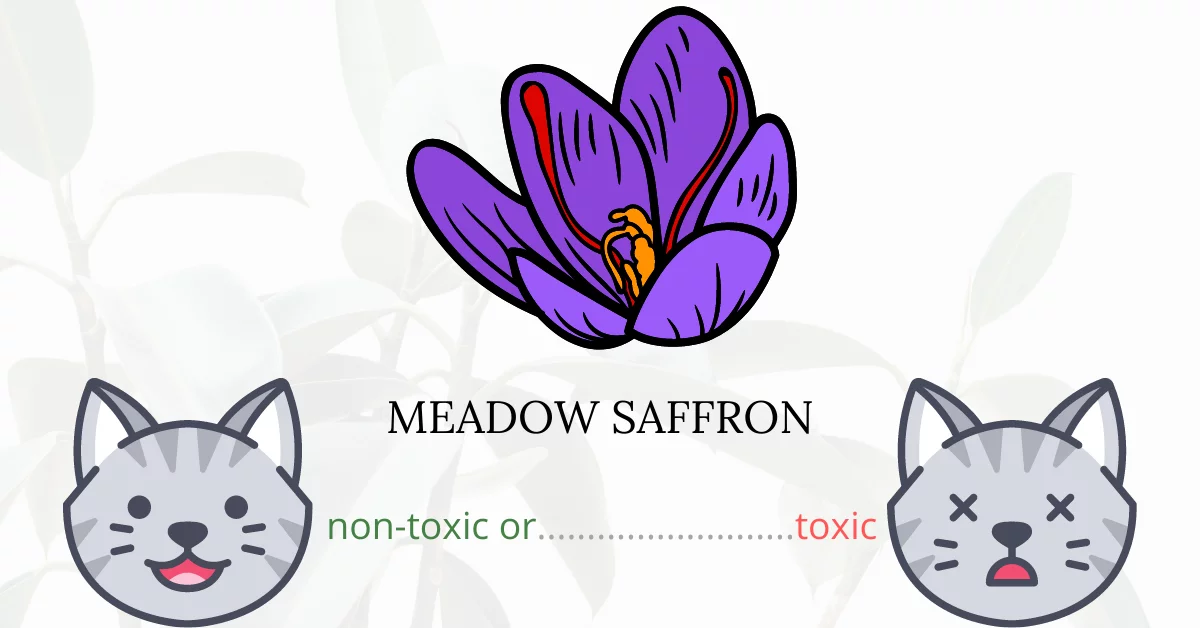 Is Meadow Saffron Toxic To Cats? 