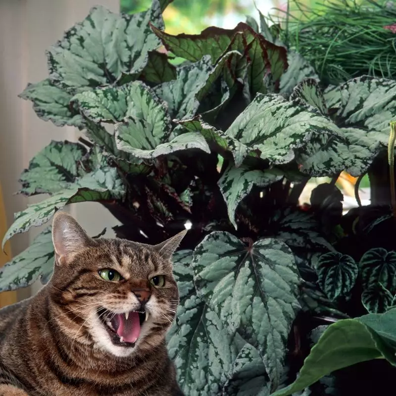Metallic Leaf Begonia and a cat hissing at it