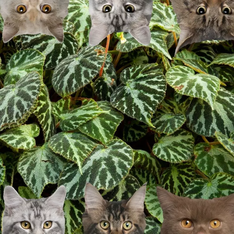 Metallic Leaf Begonia and cats