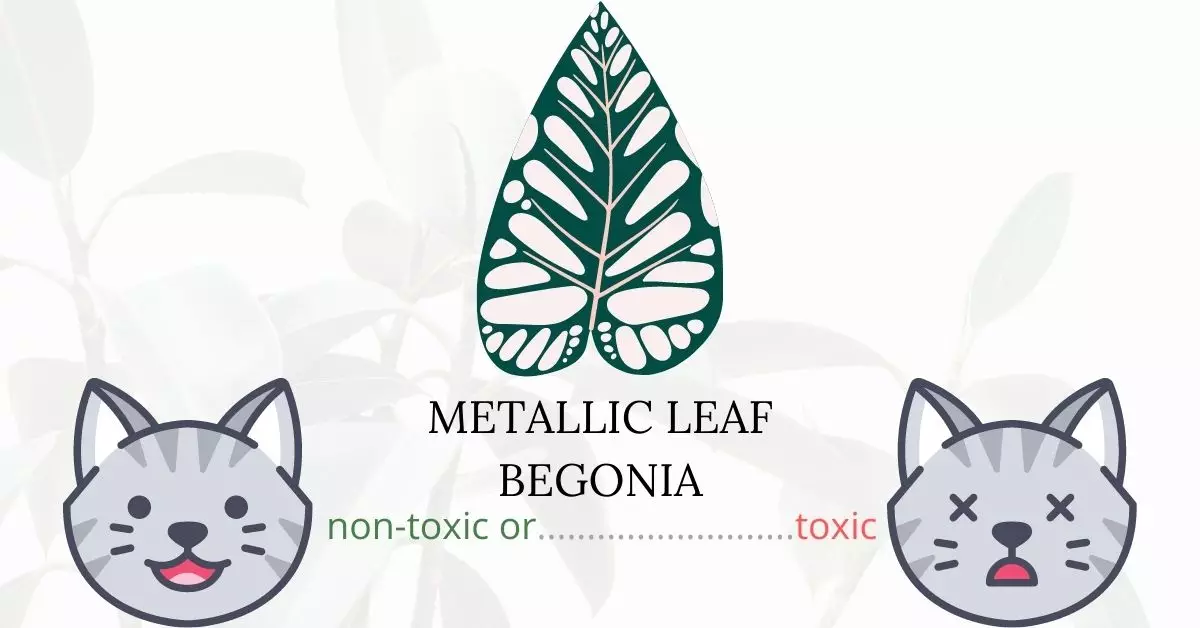 Is Metallic Leaf Begonia Toxic To Cats? 