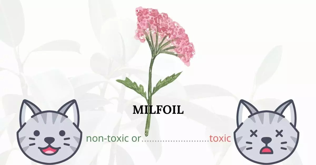 Is Milfoil or Yarrow Toxic To Cats? 