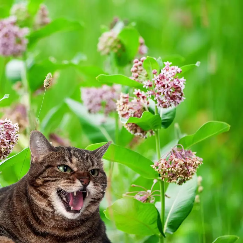Milkweed and a cat hissing at it