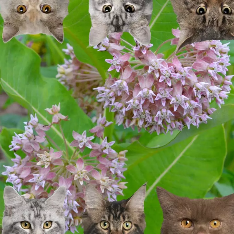 Milkweed and cats