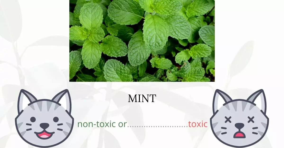 Is Mint Toxic To Cats? 