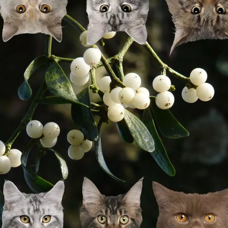 Mistletoe and cats
