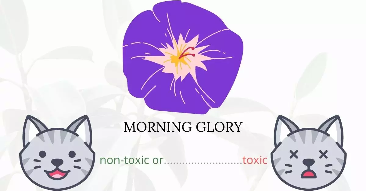 Is Morning Glory Toxic To Cats? 