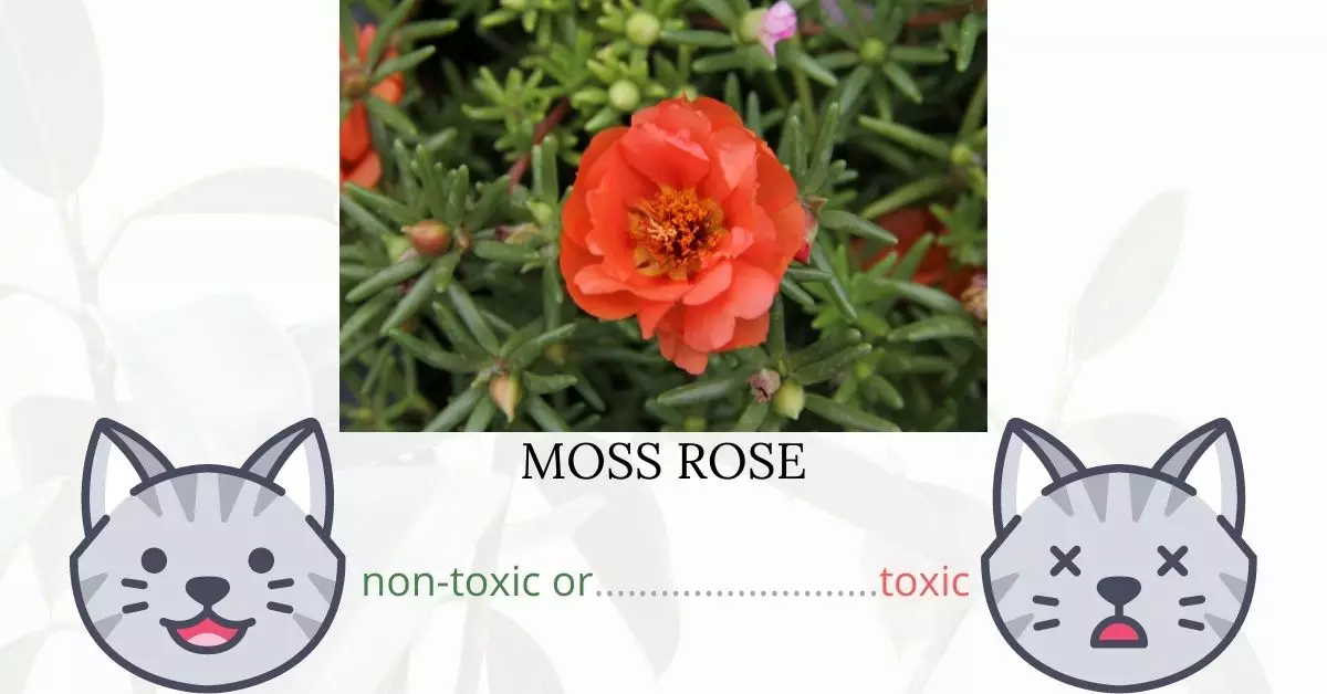 Is Moss Rose or Portulaca Toxic To Cats? 