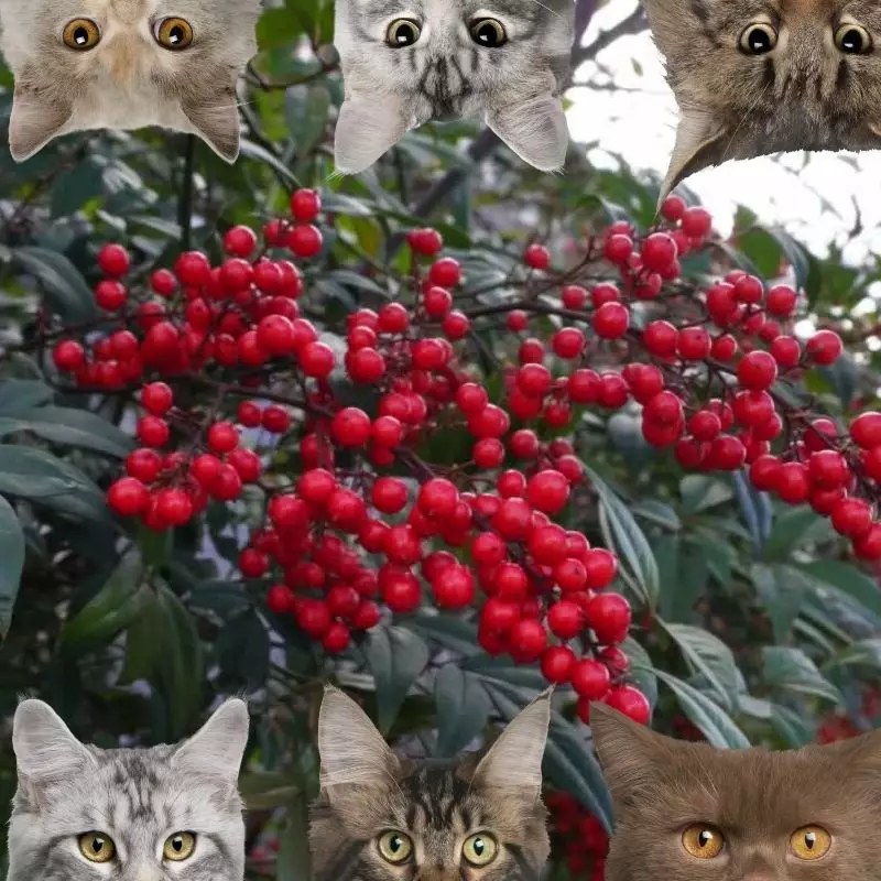 Nandina and cats