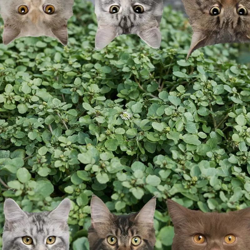 Nasturtium Watercress and cats