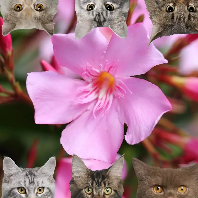 oleander and cats