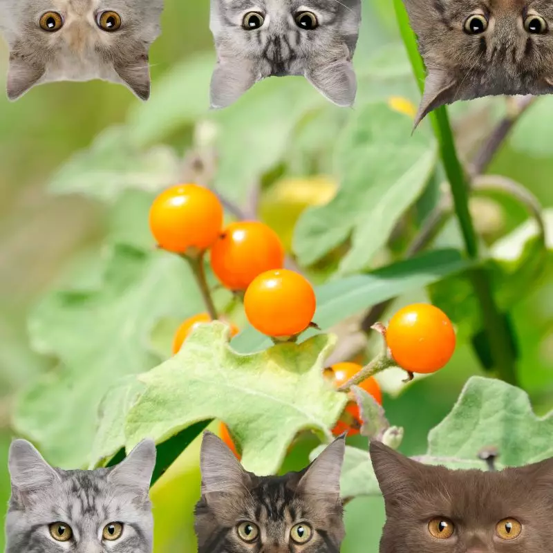 Nightshade and cats