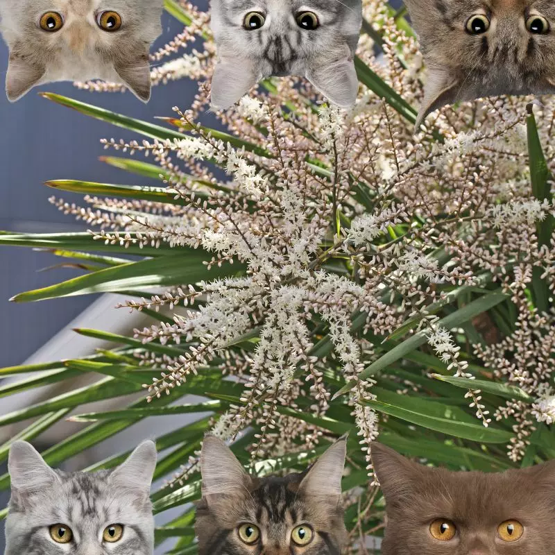 Palm Lily and cats