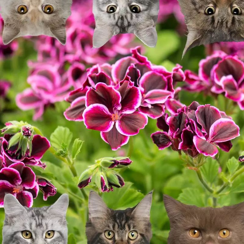 Pelargonium and cats