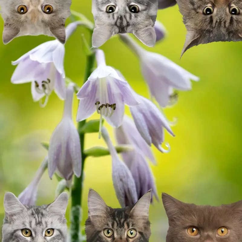 Plantain Lily and cats