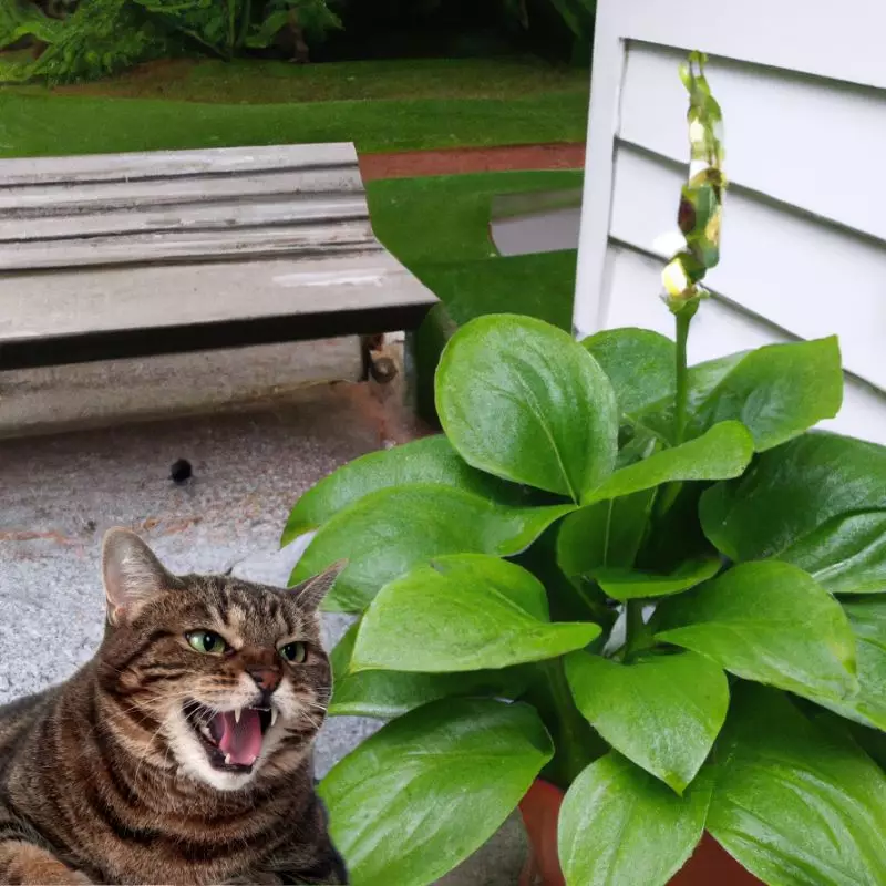 Plantain Lily with a cat hissing at it