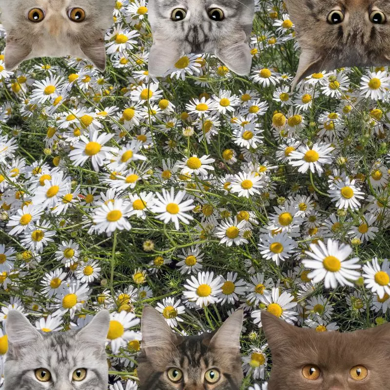 Poison Daisy and cats