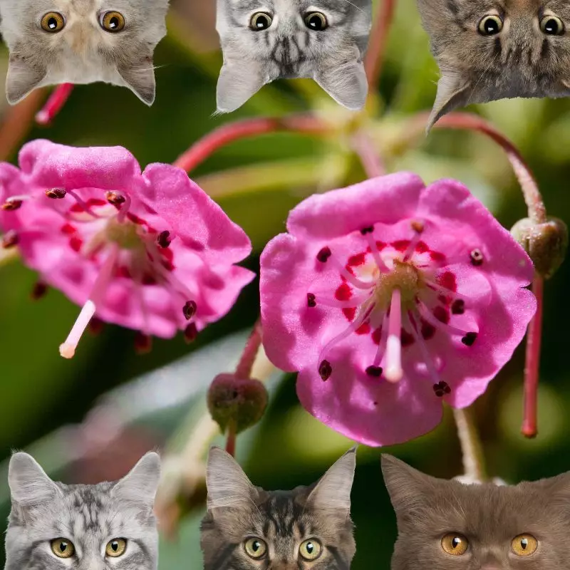 Sheep Laurel and cats