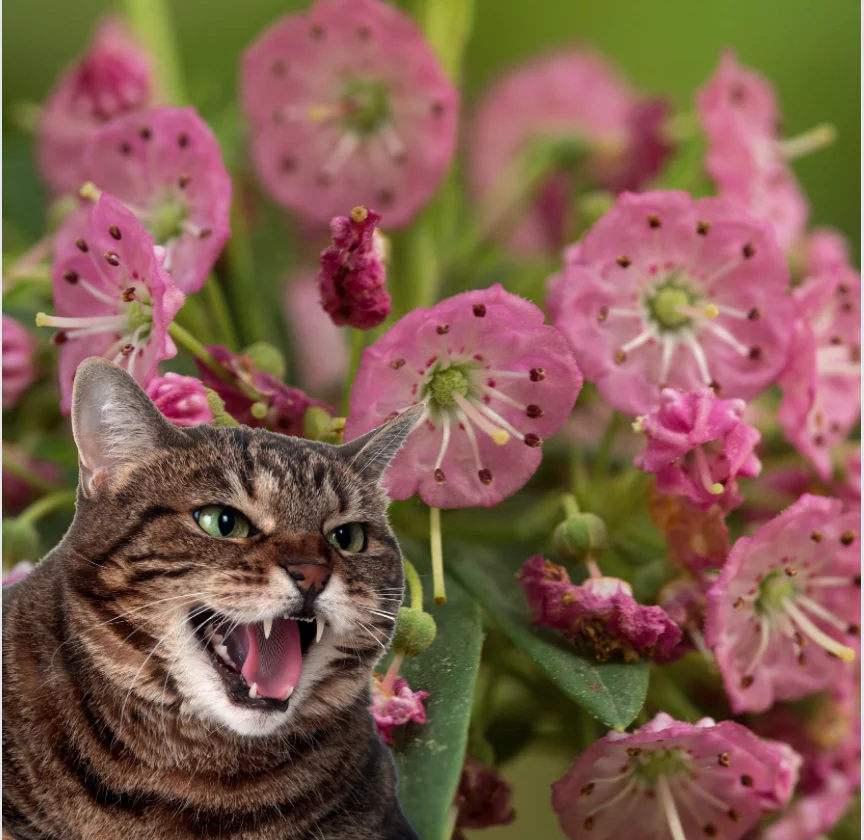 Sheep Laurel with a cat hissing at it
