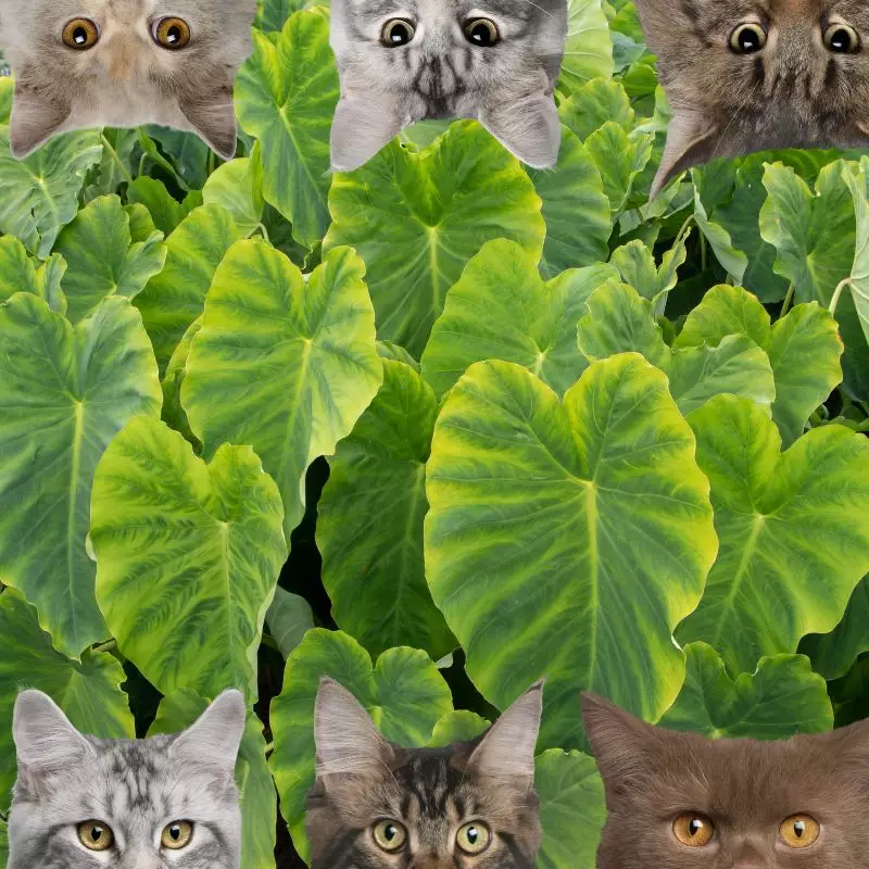 Taro Plant and cats