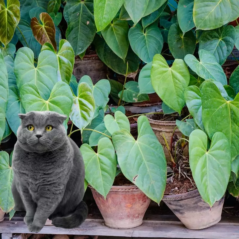 Taro plant with a cat nearby