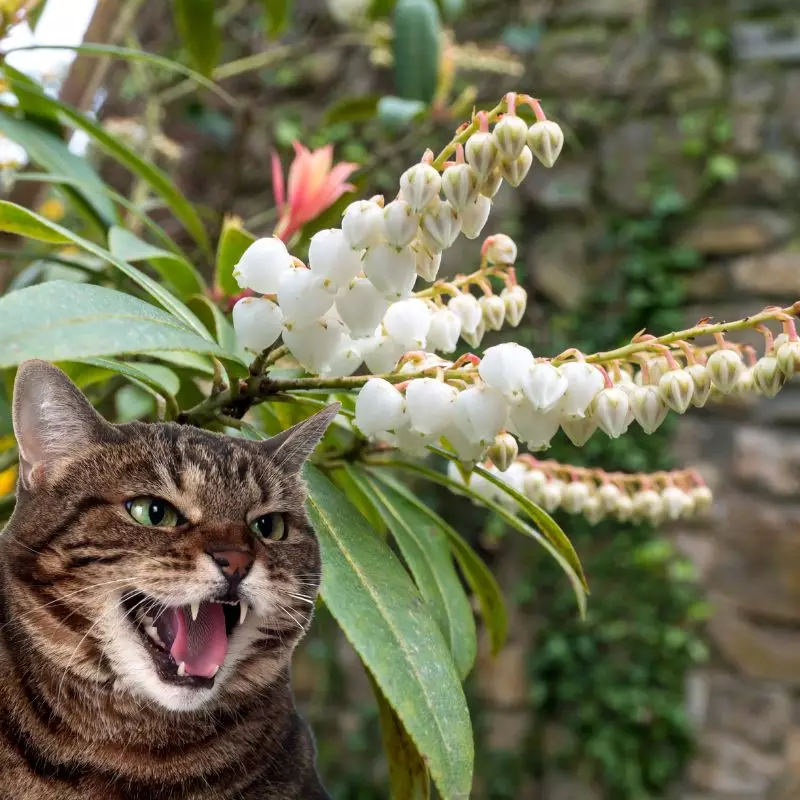 cat hisses at Fetterbush