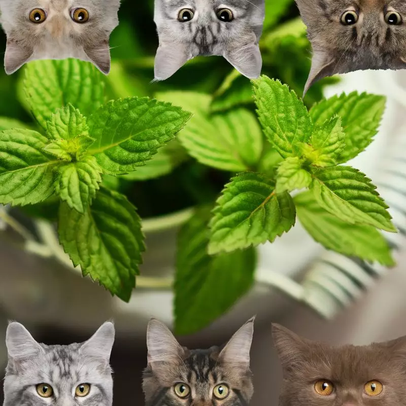 mint and cats