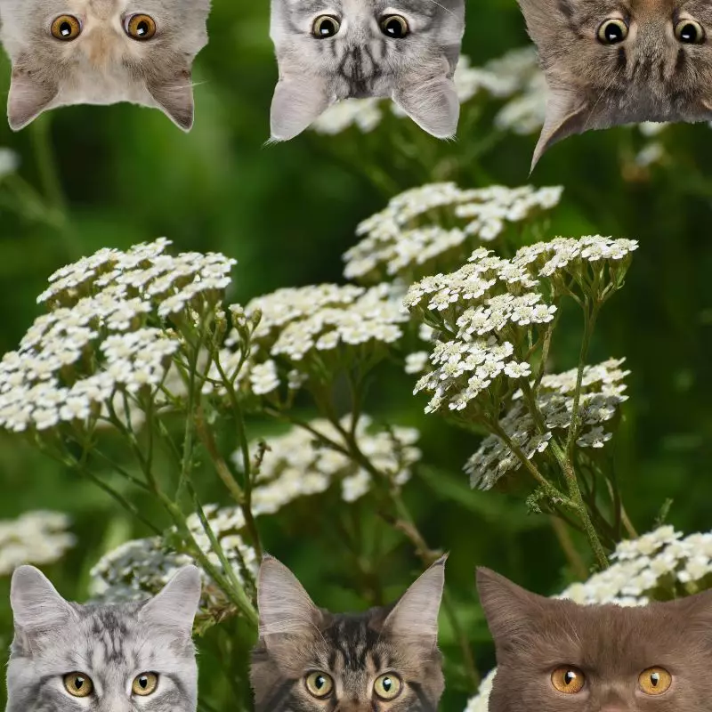 yarrow and cats