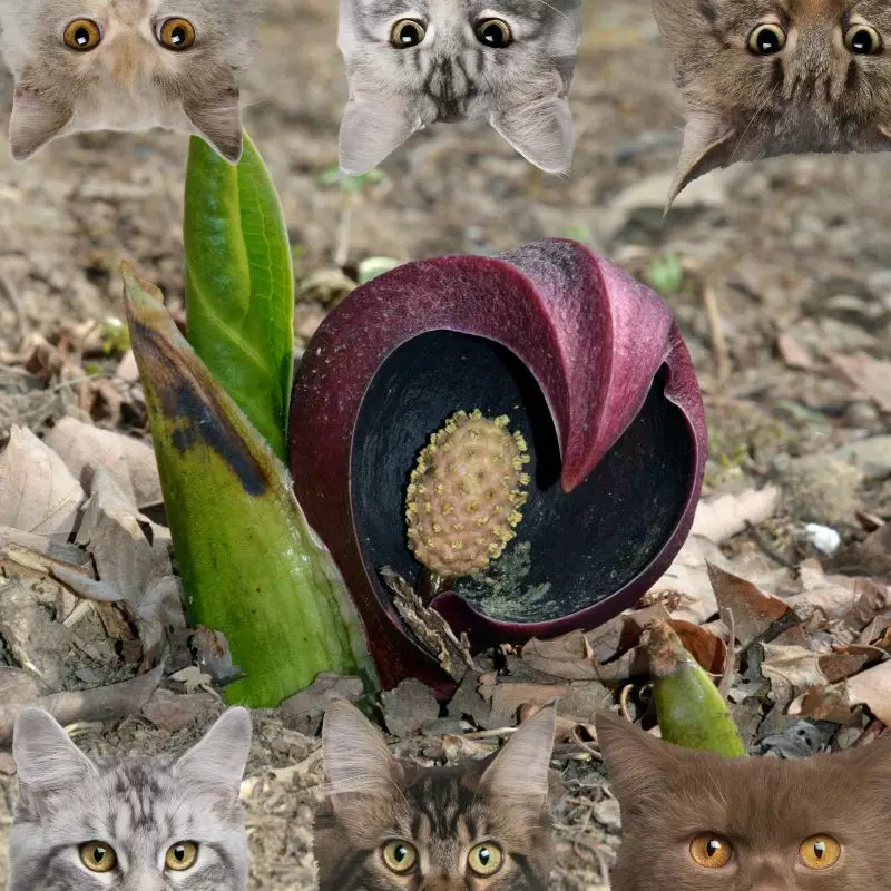 Skunk Cabbage and cats