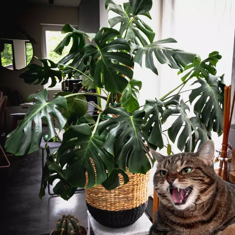 Cat hisses at Philodendron Pertusum