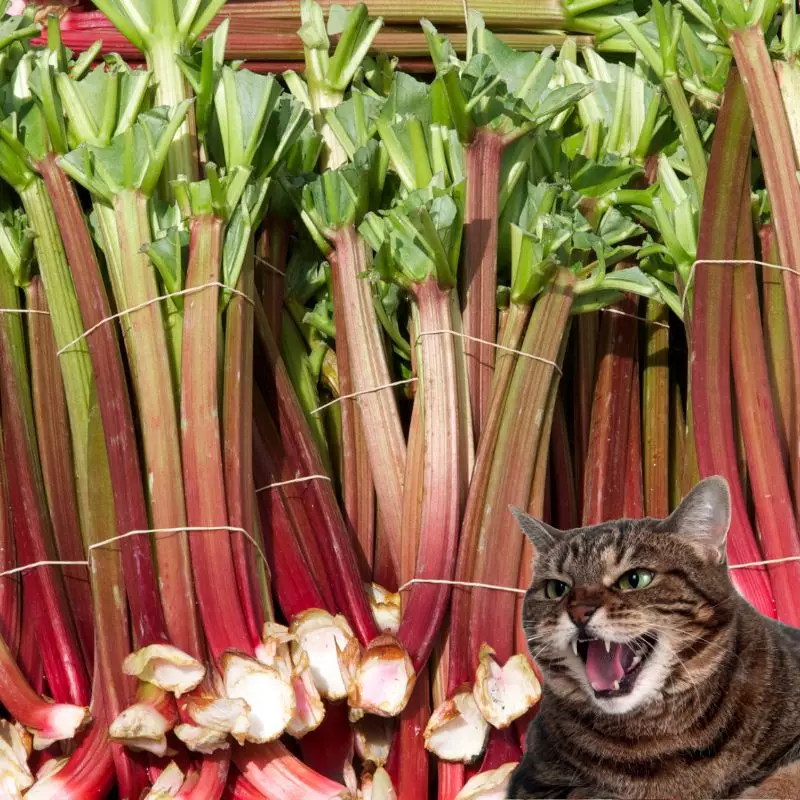 Cat hisses at Rhubarb