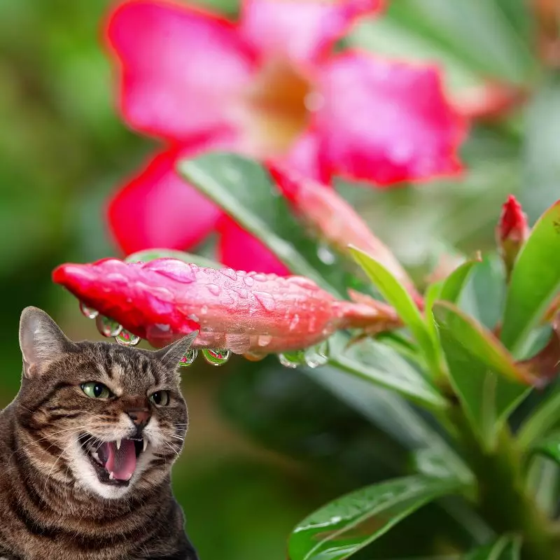 Cat hisses at Sabi Star