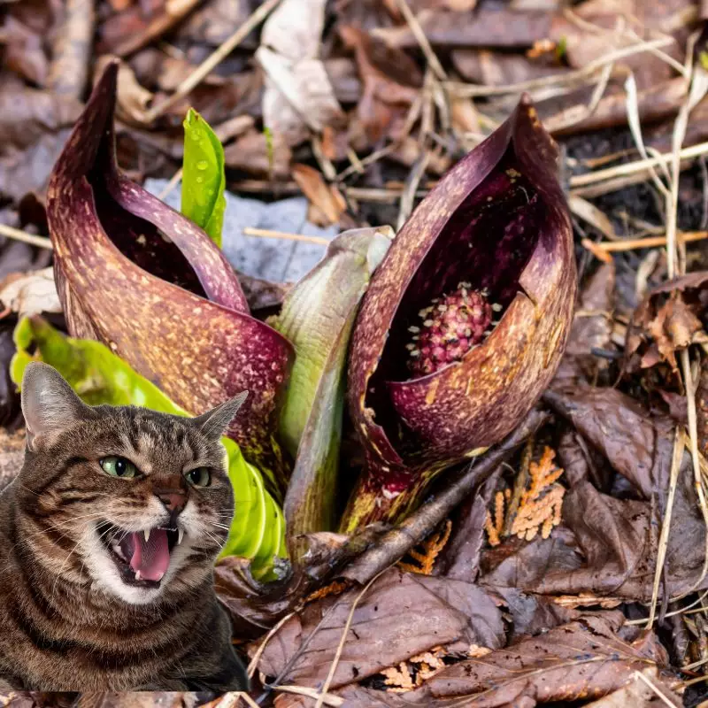 Cat hisses at Skunk Cabbage