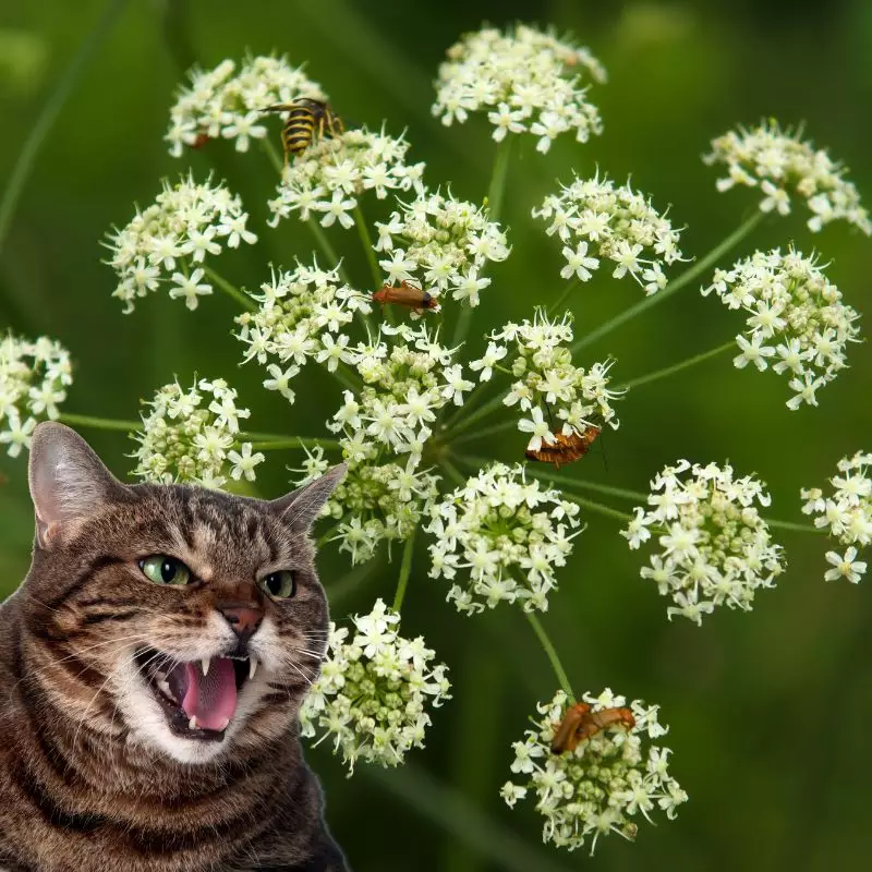 Cat hissing at Poison Hemlock