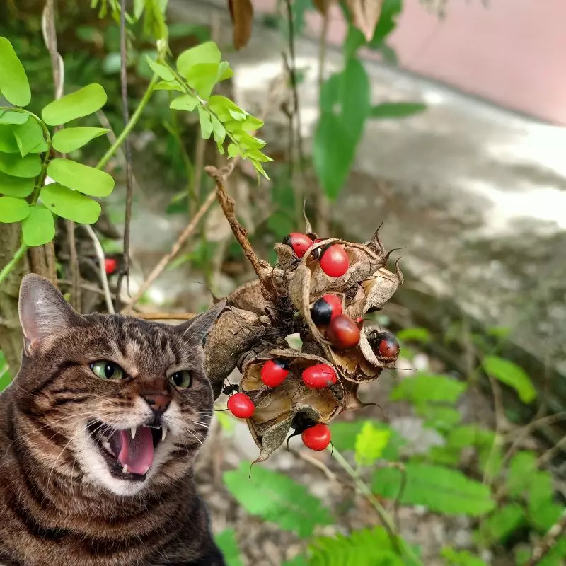 Cat hissing at Prayer Bean