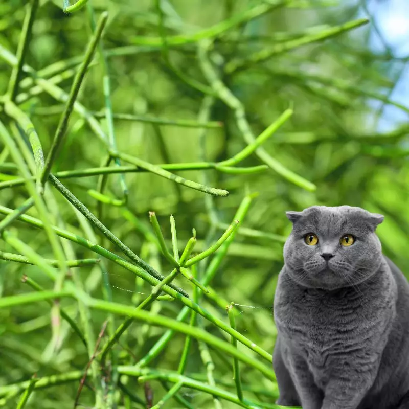 Cat sits near Pencil Cactus