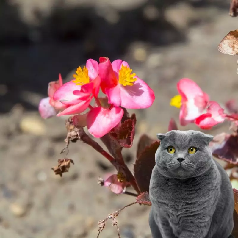 Cat sits near Pink Pearl Begonia