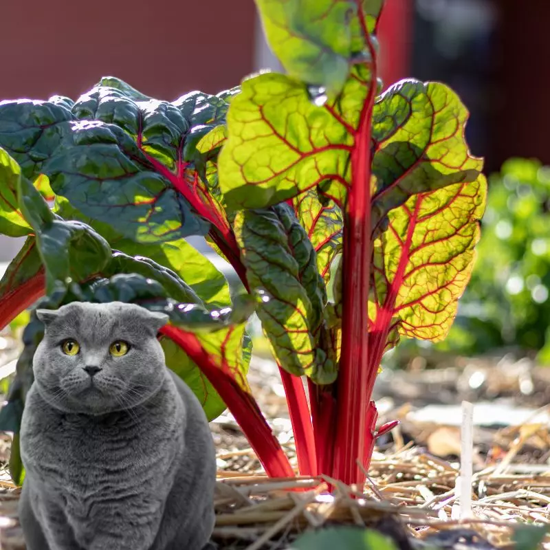 Cat sits near Rhubarb