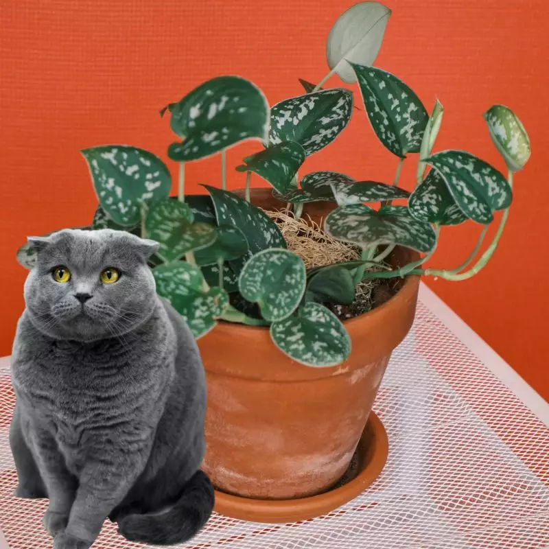 Cat sits near Satin Pothos cautiously