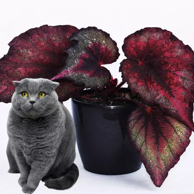 Cat sits near peace begonia