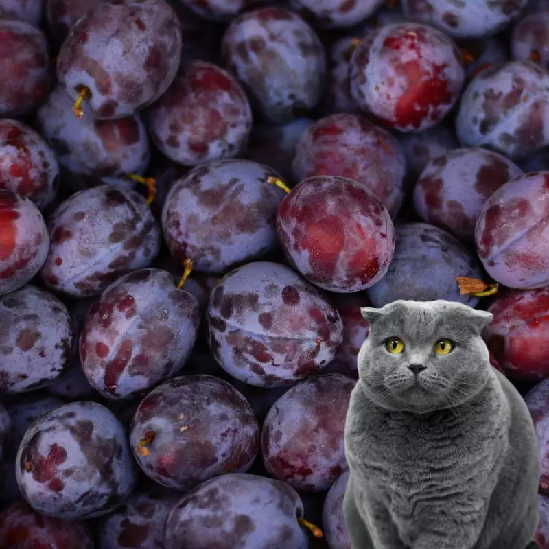 Cat sits near plums