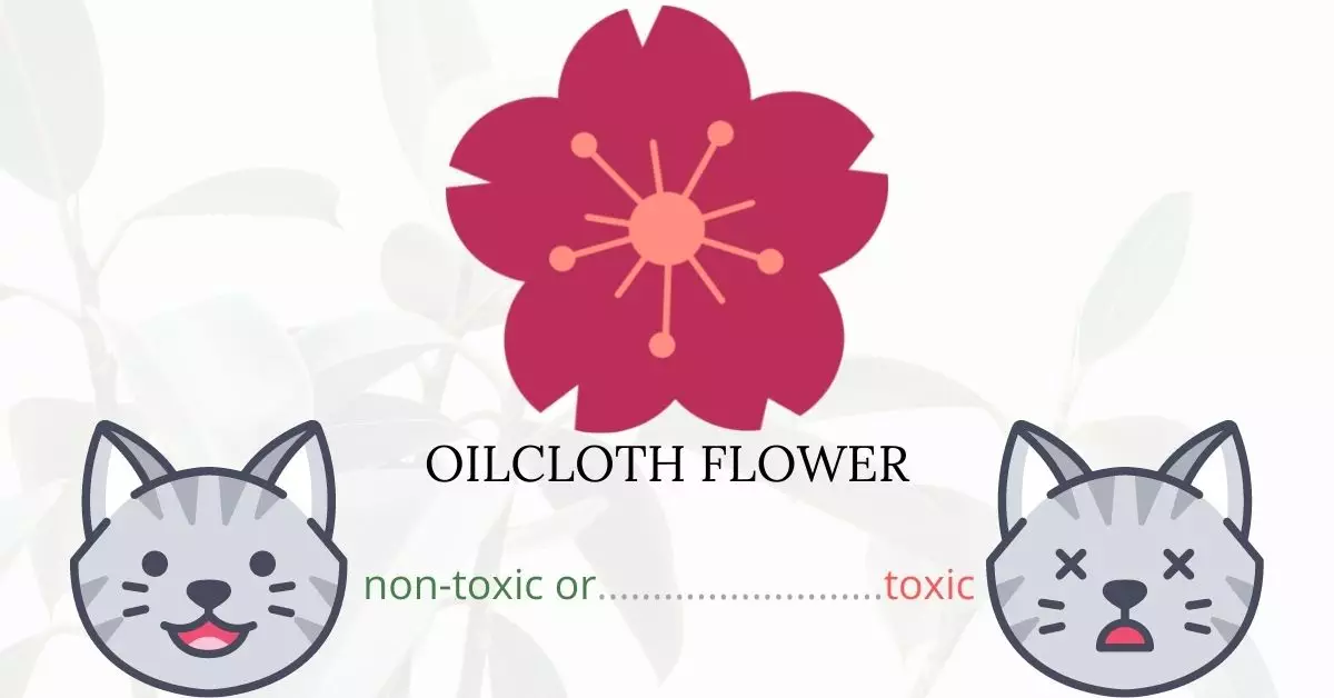 Is Oilcloth Flower Toxic To Cats? 