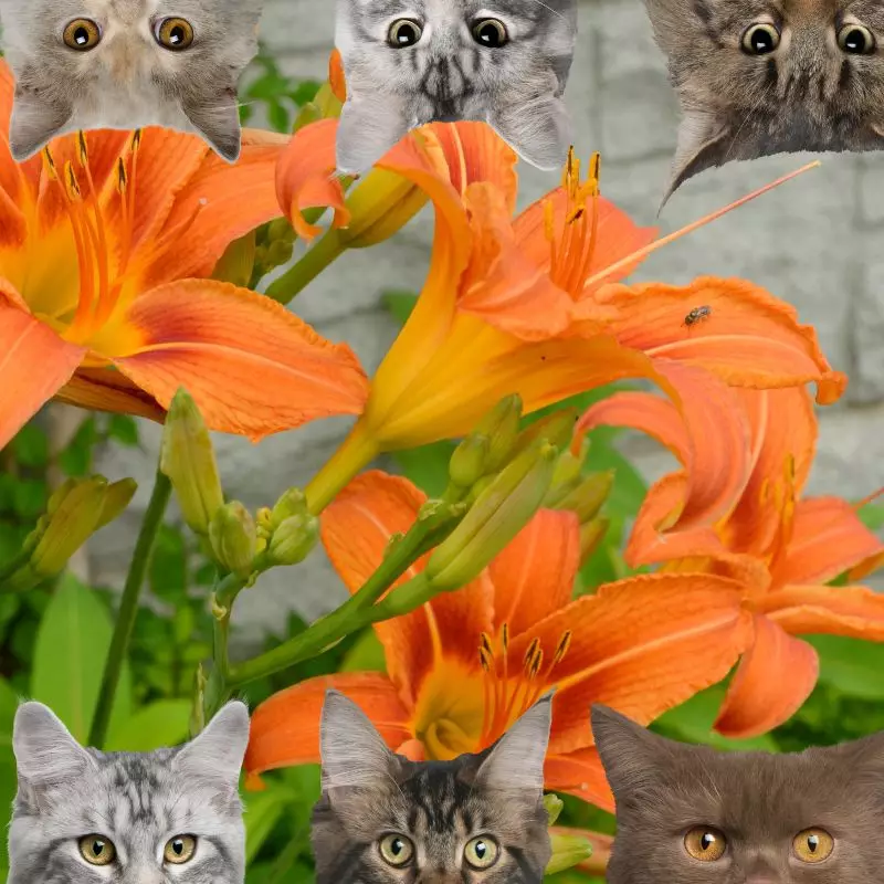 Orange Day Lily and cats